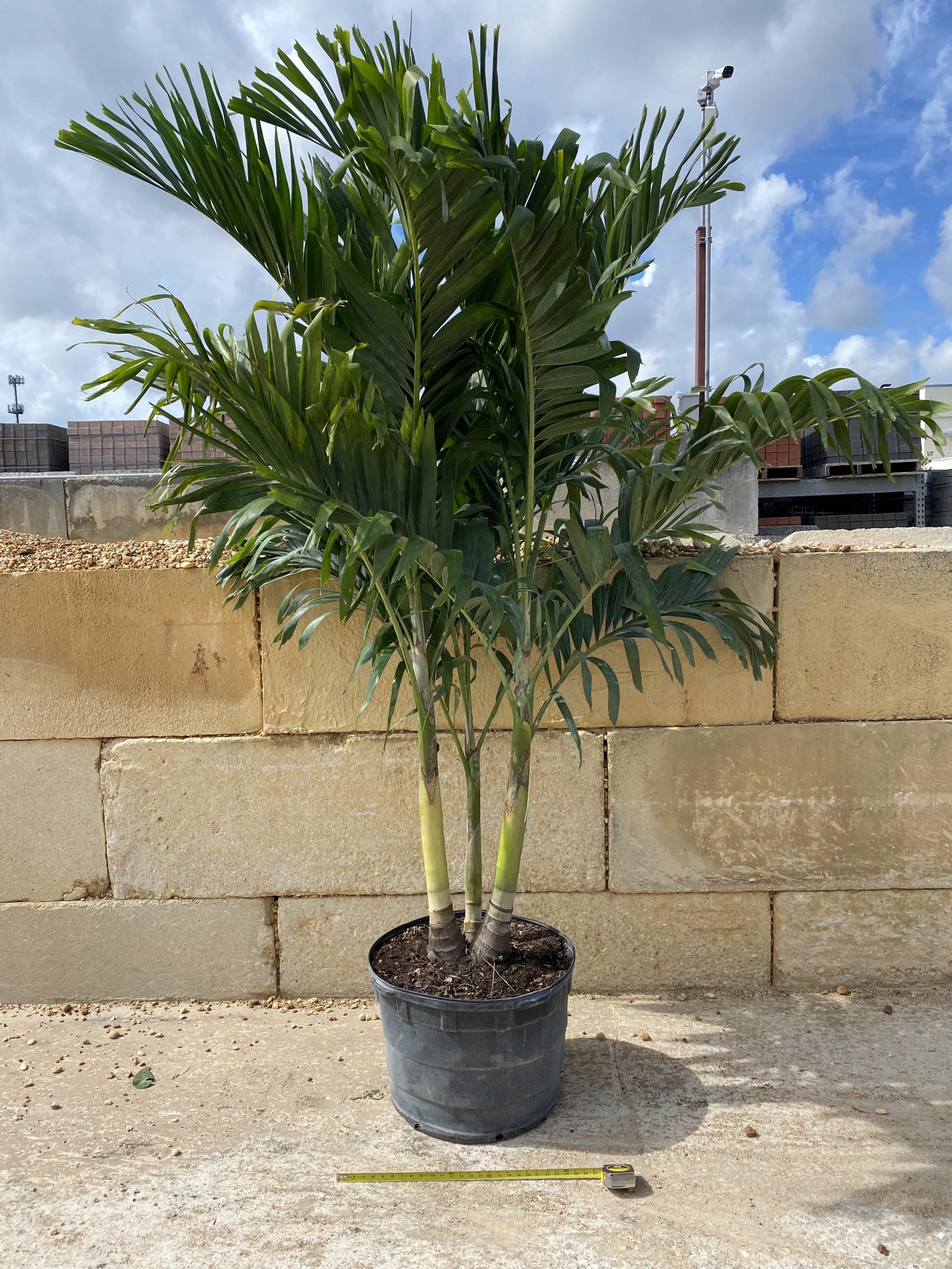 25 Christmas Palm, Triple (Adonidia Merrillii) – Growers Outlet of