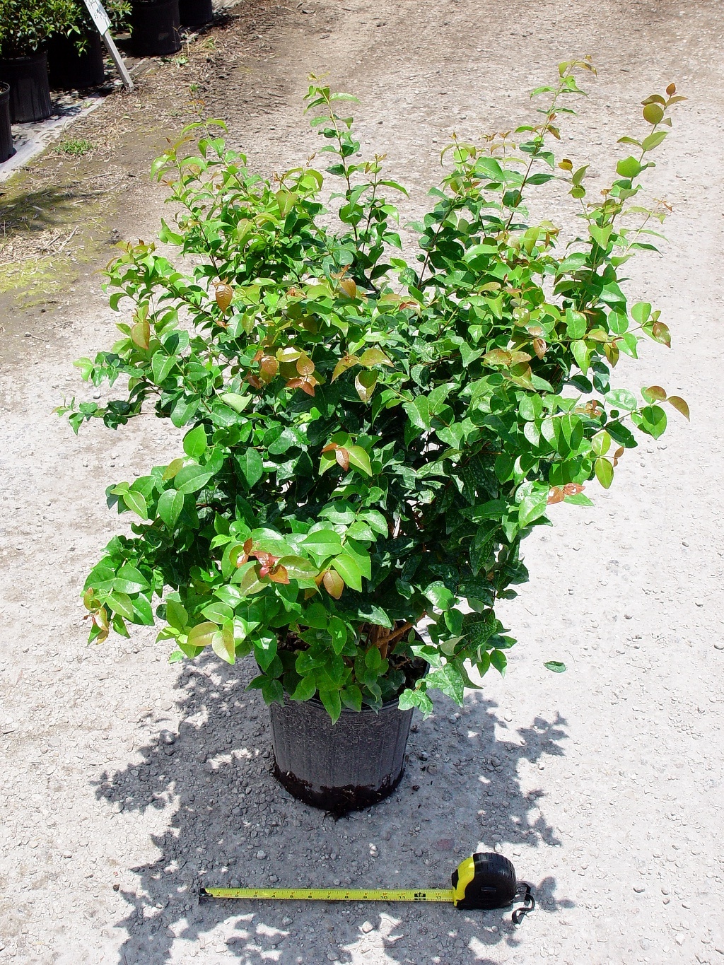 Cherry Hedge (Eugenia Uniflora) – Growers Outlet of Lake Worth