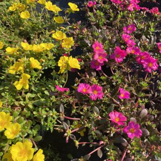 Ground Covers