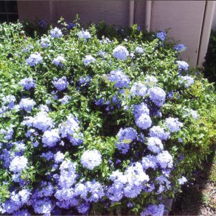 Flowering Shrubs & Perennials