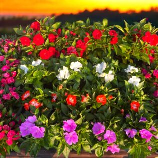 New Guinea Impatiens